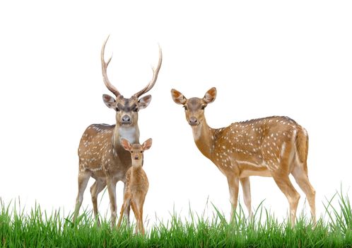 axis deer family with green grass isolated on white background
