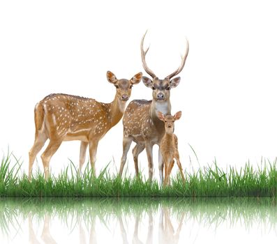 axis deer family with green grass isolated on white background