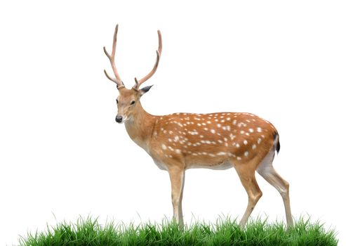 male sika deer and green grass isolated