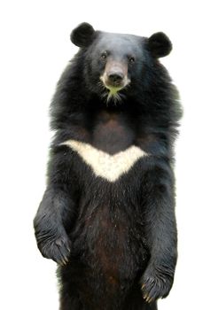 asiatic black bear isolated on white background