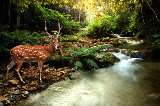 tropical stream and sika deer