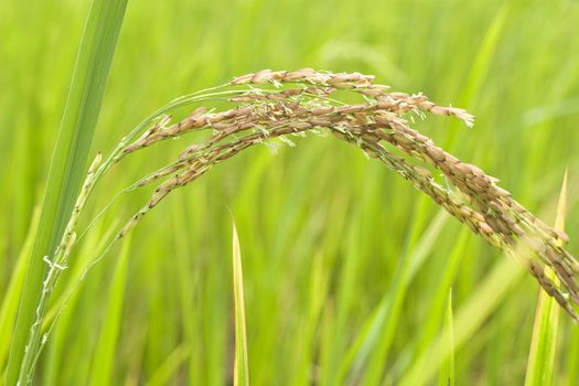 Rice Close Up