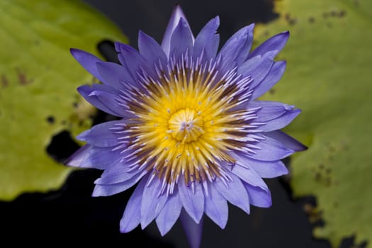 Purple Water Lily