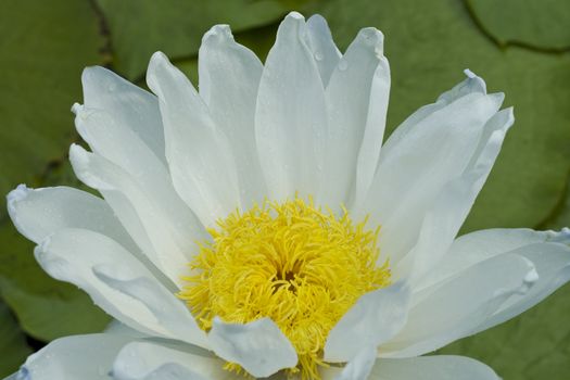 Close up of White Lotus