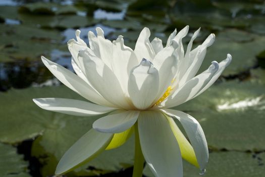 Close up of White Lotus