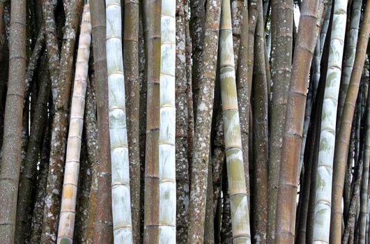 tropical green bamboo  in garden