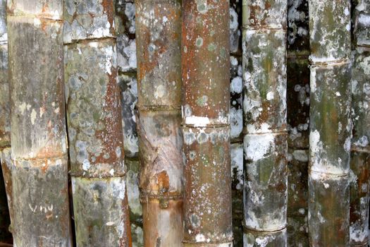 tropical green bamboo  in garden