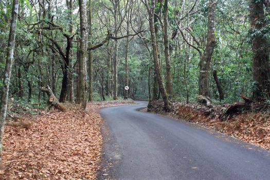 Country road among the trees