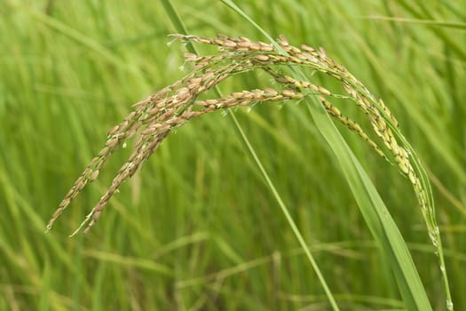 Rice, Thailand