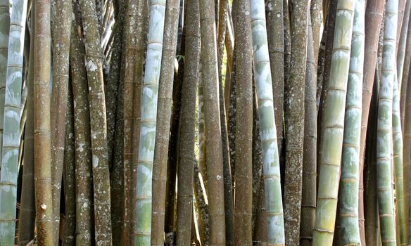 tropical green bamboo  in garden
