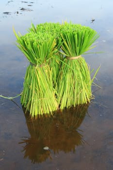 Rice Plants