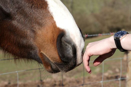Closeup of a horse smelling hand