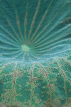 Lotus Green Leaf