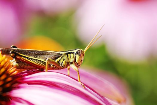 Great detail macro shot of a red-legged grasshopper, Melanophus femurrubrum, amongst pink coneflowers,perfect insect or nature wallpaper.