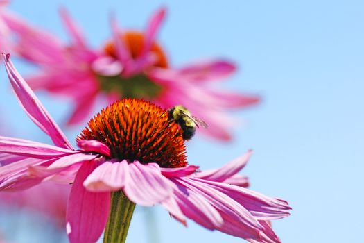Perfect nature floral background or wallpaper with bumblebee drinking nectar of pretty pink coneflower, Echinacea purpurea against bright blue sky.