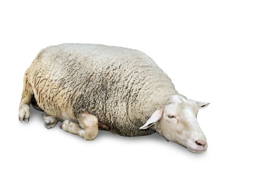 Great details of a very cute sleeping sheep with lots of wool, isolated on white with copy space.