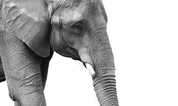 Very powerful black and white portrait of a mature african elephant, looking depressed or sad, great skin details.