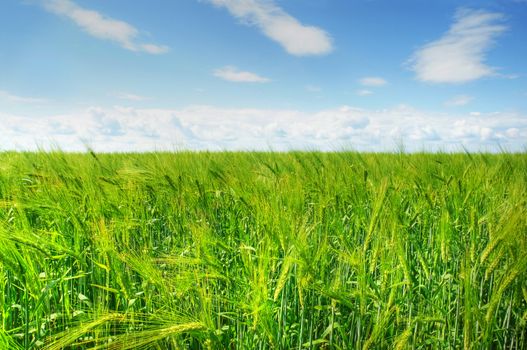 Beautiful hdr landscape of vivid green ripening barley field against bright blue sky.