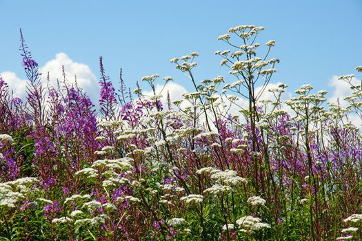 Beautiful floral background with purple fireweed and white valerian wildflowers against the blue sky.