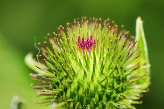 Great macro of a thistle plant with beginning of purple blossom on top, fun floral background.