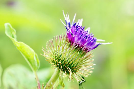 Great floral background with purple thistle flower over vivid green.