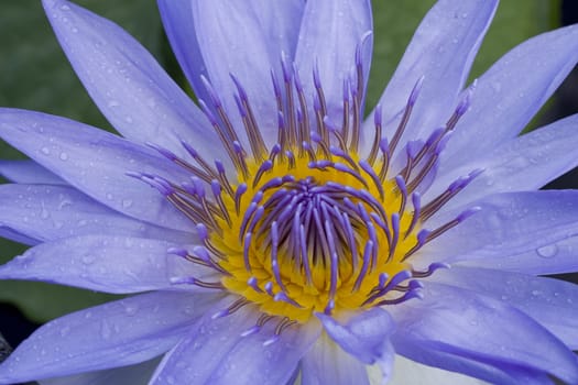 Purple Water Lily
