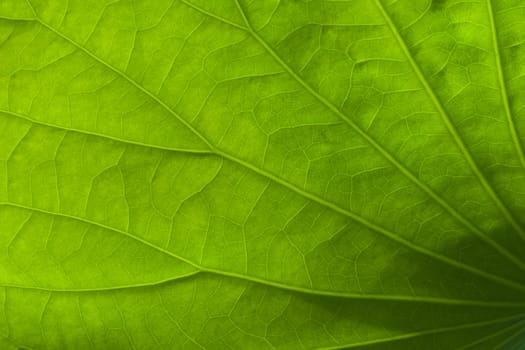 Green Leaf Texture
