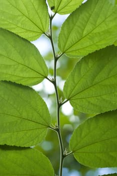 Green Leaf Texture