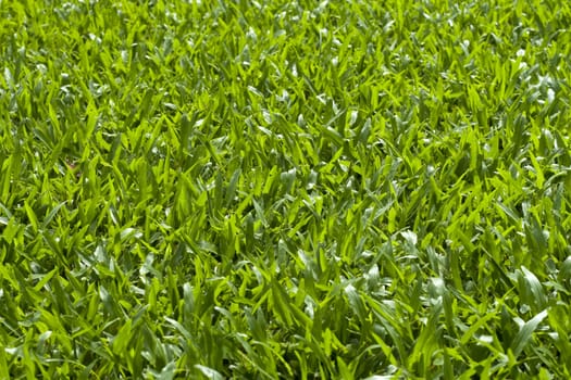 Green Grass