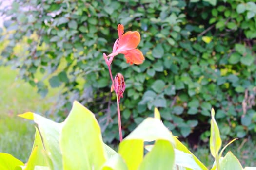 flower on a bed in the park