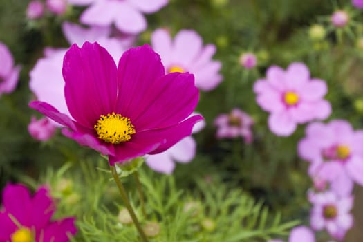 Cosmos Flower