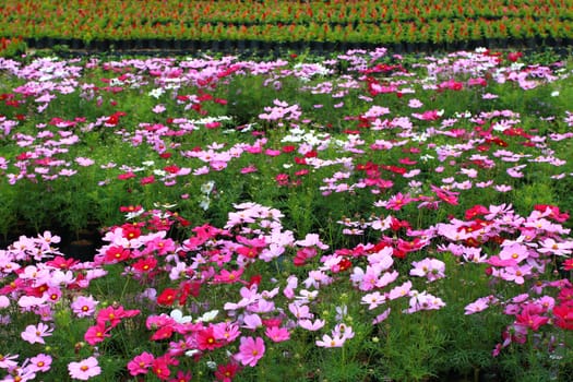 Colorful Cosmos Flower