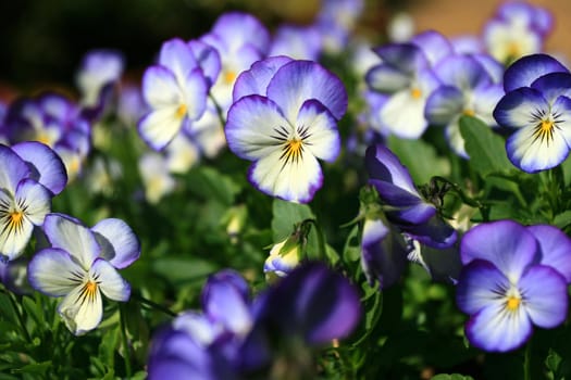 Purple Flowers
