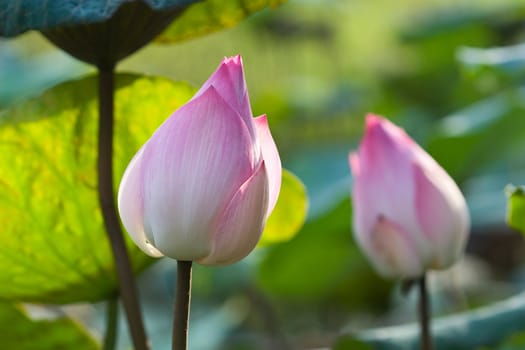 Pink Lotus Flower Bud