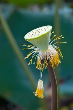 Pod of Lotus Flower