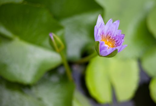 Water lily with shallow depth of field