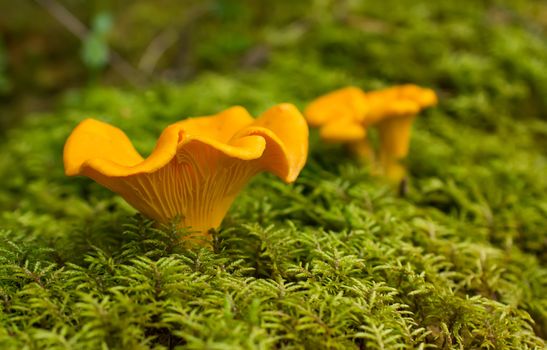 Cantharellus cibarius edible mushroom close up shoot.