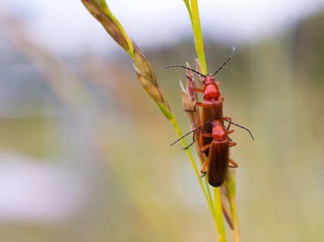 A macro shot of a  bug,  resting on a leaf, flower.