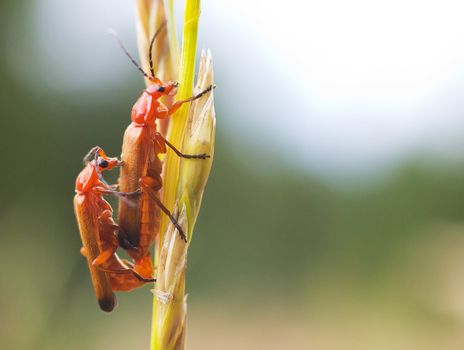 A macro shot of a  bug,  resting on a leaf, flower.