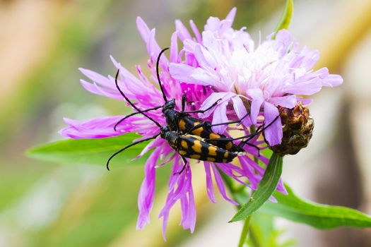 A macro shot of a  bug,  resting on a leaf, flower.