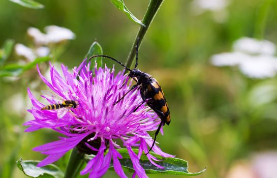 A macro shot of a  bug,  resting on a leaf, flower.