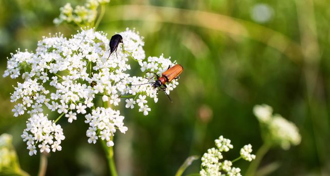 A macro shot of a  bug,  resting on a leaf, flower.