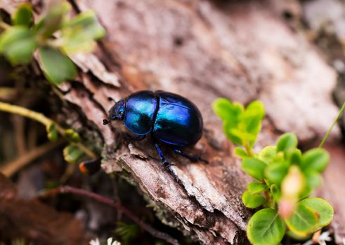 A macro shot of a  bug,  resting on a leaf, flower.