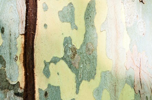 Abstract Grunge background - The trunk sycamore with a crack. With space for text or image.