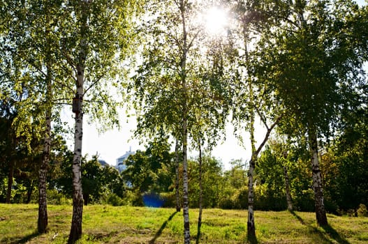 Birch trees in a summer forest under bright sun 