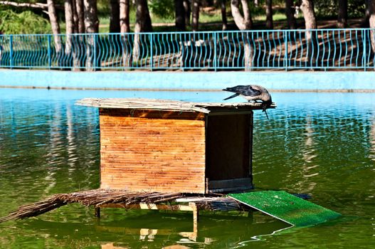 The curious crow looks in a lodge for ducks in a pond. City Victory park, Odessa, Ukraine.