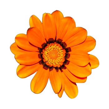 Isolated Flower Head - Gazania. On a white background.