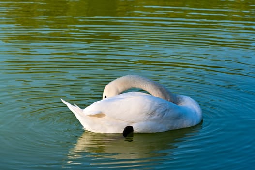 The white swan on a pond cleans feathers