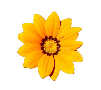 Gazania - Yellow flower head, isolated on a white background.