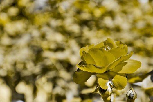 Stylized background - rose flower in sepia colors.